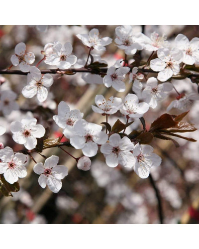 Слива домашня Амерс (пізня) | Слива домашняя Амерс (поздняя) | Prunus domestica Amers