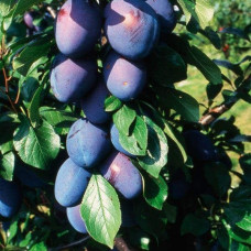Слива домашня Амерс (пізня) | Слива домашняя Амерс (поздняя) | Prunus domestica Amers