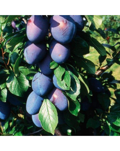 Слива домашня Амерс (пізня) | Слива домашняя Амерс (поздняя) | Prunus domestica Amers