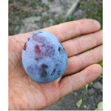 Слива домашня Амерс (пізня) | Слива домашняя Амерс (поздняя) | Prunus domestica Amers