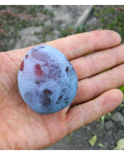 Слива домашня Амерс (пізня) | Слива домашняя Амерс (поздняя) | Prunus domestica Amers