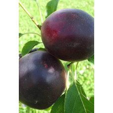 Плумкот ‘Апрісалі’ (гібрид сливи та абрикоса)|Plumcot ‘Aprisali’|Плумкот ‘Априсали’ (гибрид сливы и абрикоса)