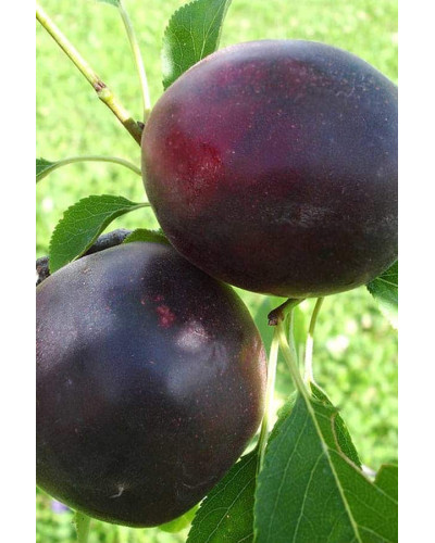 Плумкот ‘Апрісалі’ (гібрид сливи та абрикоса)|Plumcot ‘Aprisali’|Плумкот ‘Априсали’ (гибрид сливы и абрикоса)