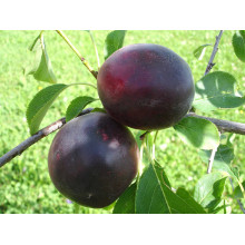 Плумкот ‘Апрісалі’ (гібрид сливи та абрикоса)|Plumcot ‘Aprisali’|Плумкот ‘Априсали’ (гибрид сливы и абрикоса)