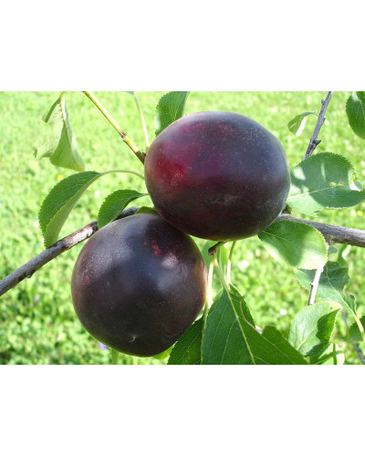 Плумкот ‘Апрісалі’ (гібрид сливи та абрикоса)|Plumcot ‘Aprisali’|Плумкот ‘Априсали’ (гибрид сливы и абрикоса)