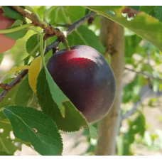 Плумкот ‘Апрісалі’ (гібрид сливи та абрикоса)|Plumcot ‘Aprisali’|Плумкот ‘Априсали’ (гибрид сливы и абрикоса)