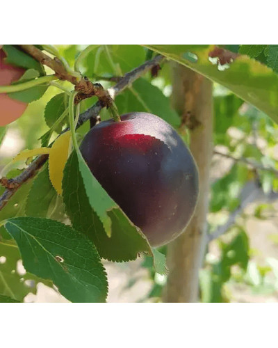 Плумкот ‘Апрісалі’ (гібрид сливи та абрикоса)|Plumcot ‘Aprisali’|Плумкот ‘Априсали’ (гибрид сливы и абрикоса)