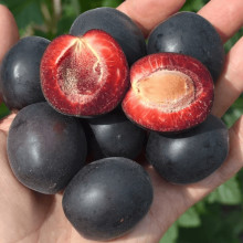 Плумкот ‘Апрісалі’ (гібрид сливи та абрикоса)|Plumcot ‘Aprisali’|Плумкот ‘Априсали’ (гибрид сливы и абрикоса)