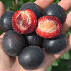 Плумкот ‘Апрісалі’ (гібрид сливи та абрикоса)|Plumcot ‘Aprisali’|Плумкот ‘Априсали’ (гибрид сливы и абрикоса)