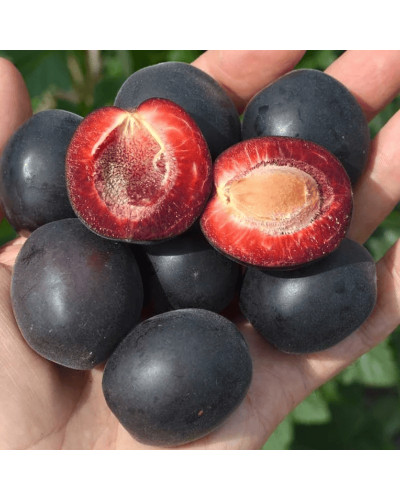 Плумкот ‘Апрісалі’ (гібрид сливи та абрикоса)|Plumcot ‘Aprisali’|Плумкот ‘Априсали’ (гибрид сливы и абрикоса)