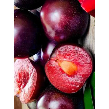 Плумкот ‘Апрісалі’ (гібрид сливи та абрикоса)|Plumcot ‘Aprisali’|Плумкот ‘Априсали’ (гибрид сливы и абрикоса)