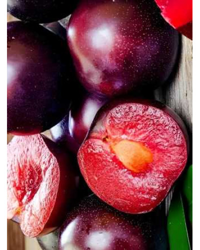 Плумкот ‘Апрісалі’ (гібрид сливи та абрикоса)|Plumcot ‘Aprisali’|Плумкот ‘Априсали’ (гибрид сливы и абрикоса)