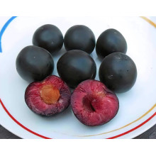Плумкот ‘Апрісалі’ (гібрид сливи та абрикоса)|Plumcot ‘Aprisali’|Плумкот ‘Априсали’ (гибрид сливы и абрикоса)