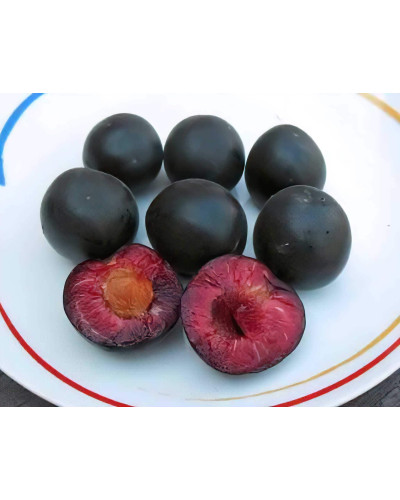 Плумкот ‘Апрісалі’ (гібрид сливи та абрикоса)|Plumcot ‘Aprisali’|Плумкот ‘Априсали’ (гибрид сливы и абрикоса)