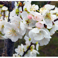 Плумкот ‘Апрісалі’ (гібрид сливи та абрикоса)|Plumcot ‘Aprisali’|Плумкот ‘Априсали’ (гибрид сливы и абрикоса)