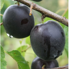 Плумкот ‘Апрісалі’ (гібрид сливи та абрикоса)|Plumcot ‘Aprisali’|Плумкот ‘Априсали’ (гибрид сливы и абрикоса)
