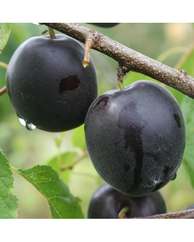 Плумкот ‘Апрісалі’ (гібрид сливи та абрикоса)|Plumcot ‘Aprisali’|Плумкот ‘Априсали’ (гибрид сливы и абрикоса)