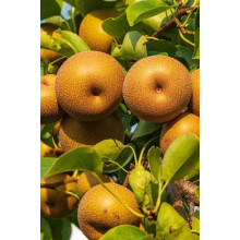 Груша азійська ‘Коко Суї’|Pyrus pyrifolia ‘Koko Sui’|Груша азиатская ‘Коко Суи’