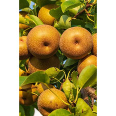 Груша азійська ‘Коко Суї’|Pyrus pyrifolia ‘Koko Sui’|Груша азиатская ‘Коко Суи’