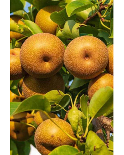 Груша азійська ‘Коко Суї’|Pyrus pyrifolia ‘Koko Sui’|Груша азиатская ‘Коко Суи’