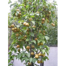 Груша азійська ‘Коко Суї’|Pyrus pyrifolia ‘Koko Sui’|Груша азиатская ‘Коко Суи’