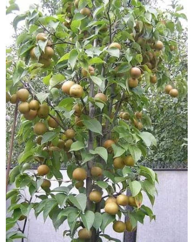 Груша азійська ‘Коко Суї’|Pyrus pyrifolia ‘Koko Sui’|Груша азиатская ‘Коко Суи’