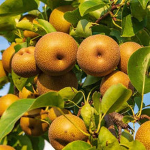 Груша азійська ‘Коко Суї’|Pyrus pyrifolia ‘Koko Sui’|Груша азиатская ‘Коко Суи’