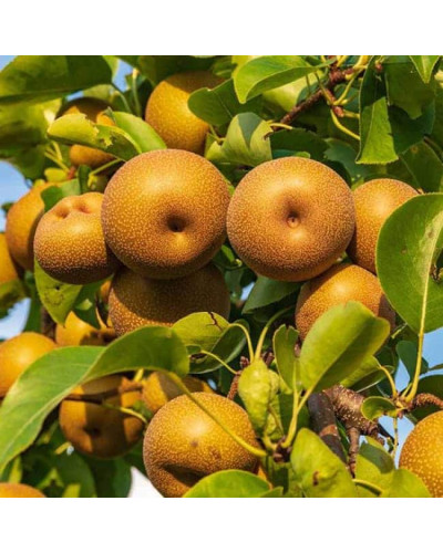 Груша азійська ‘Коко Суї’|Pyrus pyrifolia ‘Koko Sui’|Груша азиатская ‘Коко Суи’