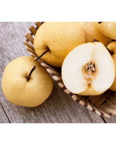 Груша азійська ‘Коко Суї’|Pyrus pyrifolia ‘Koko Sui’|Груша азиатская ‘Коко Суи’