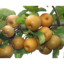 Груша азійська ‘Коко Суї’|Pyrus pyrifolia ‘Koko Sui’|Груша азиатская ‘Коко Суи’