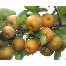 Груша азійська ‘Коко Суї’|Pyrus pyrifolia ‘Koko Sui’|Груша азиатская ‘Коко Суи’