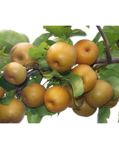 Груша азійська ‘Коко Суї’|Pyrus pyrifolia ‘Koko Sui’|Груша азиатская ‘Коко Суи’