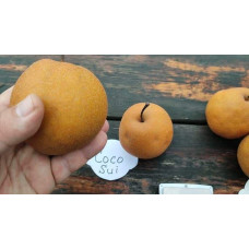 Груша азійська ‘Коко Суї’|Pyrus pyrifolia ‘Koko Sui’|Груша азиатская ‘Коко Суи’