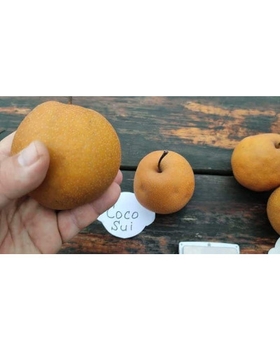 Груша азійська ‘Коко Суї’|Pyrus pyrifolia ‘Koko Sui’|Груша азиатская ‘Коко Суи’
