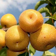 Груша азійська ‘Коко Суї’|Pyrus pyrifolia ‘Koko Sui’|Груша азиатская ‘Коко Суи’