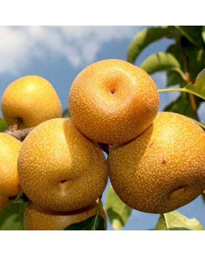 Груша азійська ‘Коко Суї’|Pyrus pyrifolia ‘Koko Sui’|Груша азиатская ‘Коко Суи’