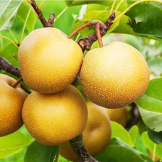 Груша азійська ‘Коко Суї’|Pyrus pyrifolia ‘Koko Sui’|Груша азиатская ‘Коко Суи’