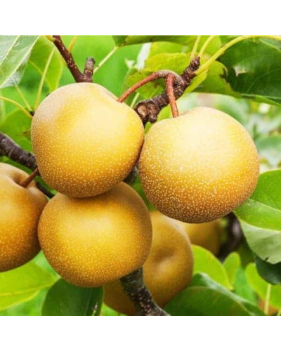 Груша азійська ‘Коко Суї’|Pyrus pyrifolia ‘Koko Sui’|Груша азиатская ‘Коко Суи’