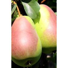 Груша ‘Десертна’|Pyrus domestica ‘Desertna’|Груша ‘Десертная’