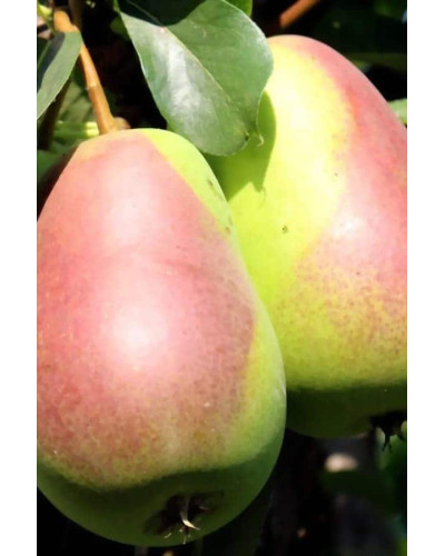 Груша ‘Десертна’|Pyrus domestica ‘Desertna’|Груша ‘Десертная’