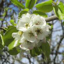 Груша ‘Десертна’|Pyrus domestica ‘Desertna’|Груша ‘Десертная’