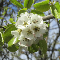 Груша ‘Десертна’|Pyrus domestica ‘Desertna’|Груша ‘Десертная’