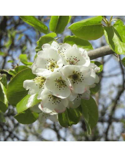 Груша ‘Десертна’|Pyrus domestica ‘Desertna’|Груша ‘Десертная’