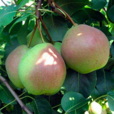 Груша ‘Десертна’|Pyrus domestica ‘Desertna’|Груша ‘Десертная’