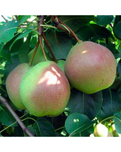 Груша ‘Десертна’|Pyrus domestica ‘Desertna’|Груша ‘Десертная’