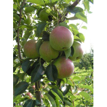 Груша ‘Десертна’|Pyrus domestica ‘Desertna’|Груша ‘Десертная’