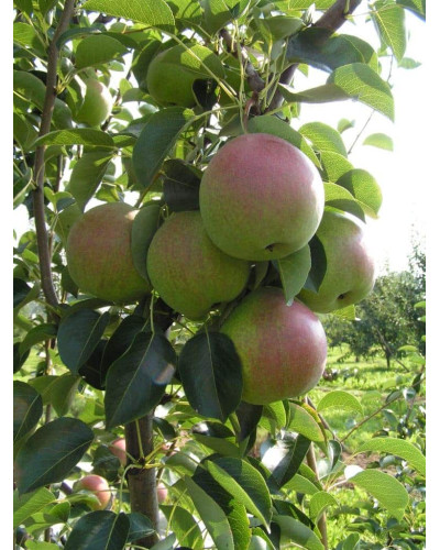 Груша ‘Десертна’|Pyrus domestica ‘Desertna’|Груша ‘Десертная’