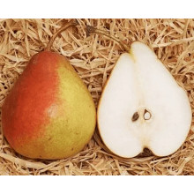 Груша ‘Десертна’|Pyrus domestica ‘Desertna’|Груша ‘Десертная’