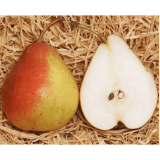 Груша ‘Десертна’|Pyrus domestica ‘Desertna’|Груша ‘Десертная’
