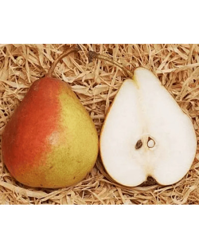Груша ‘Десертна’|Pyrus domestica ‘Desertna’|Груша ‘Десертная’